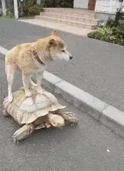 A Shiba Inu riding a turtle