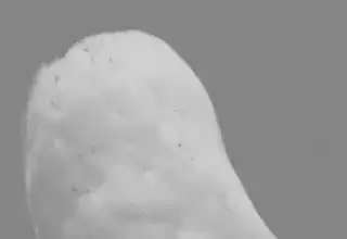A white owl looking back over its shoulder, startled